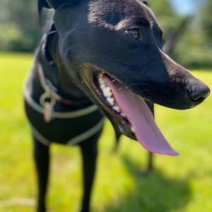 Meet your Posher, Dana